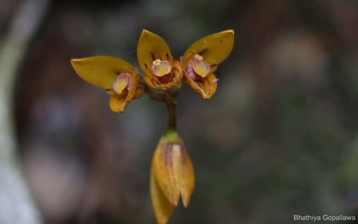 Bulbophyllum petiolare Thwaites